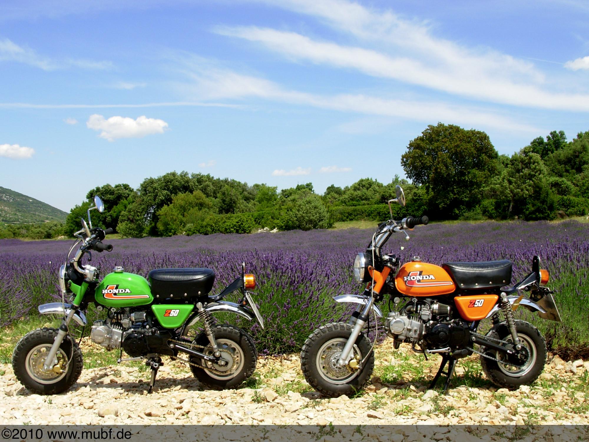 Die Zwillinge vorm Lavendelfeld