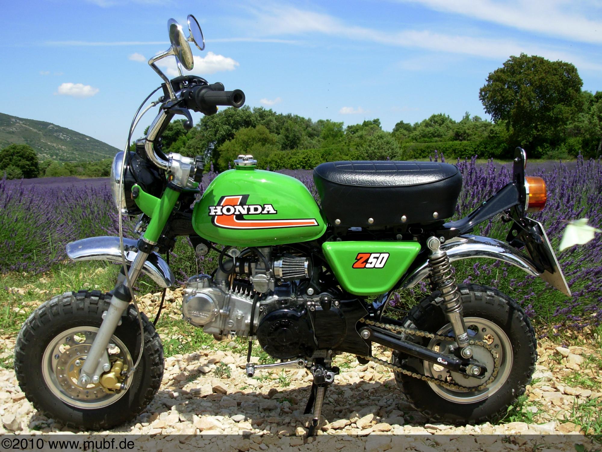 Die Grüne vorm Lavendelfeld