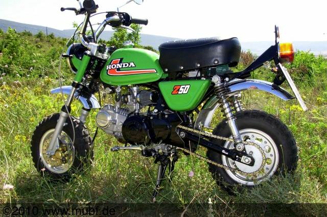 posiert auf einer Pyrenäenwiese